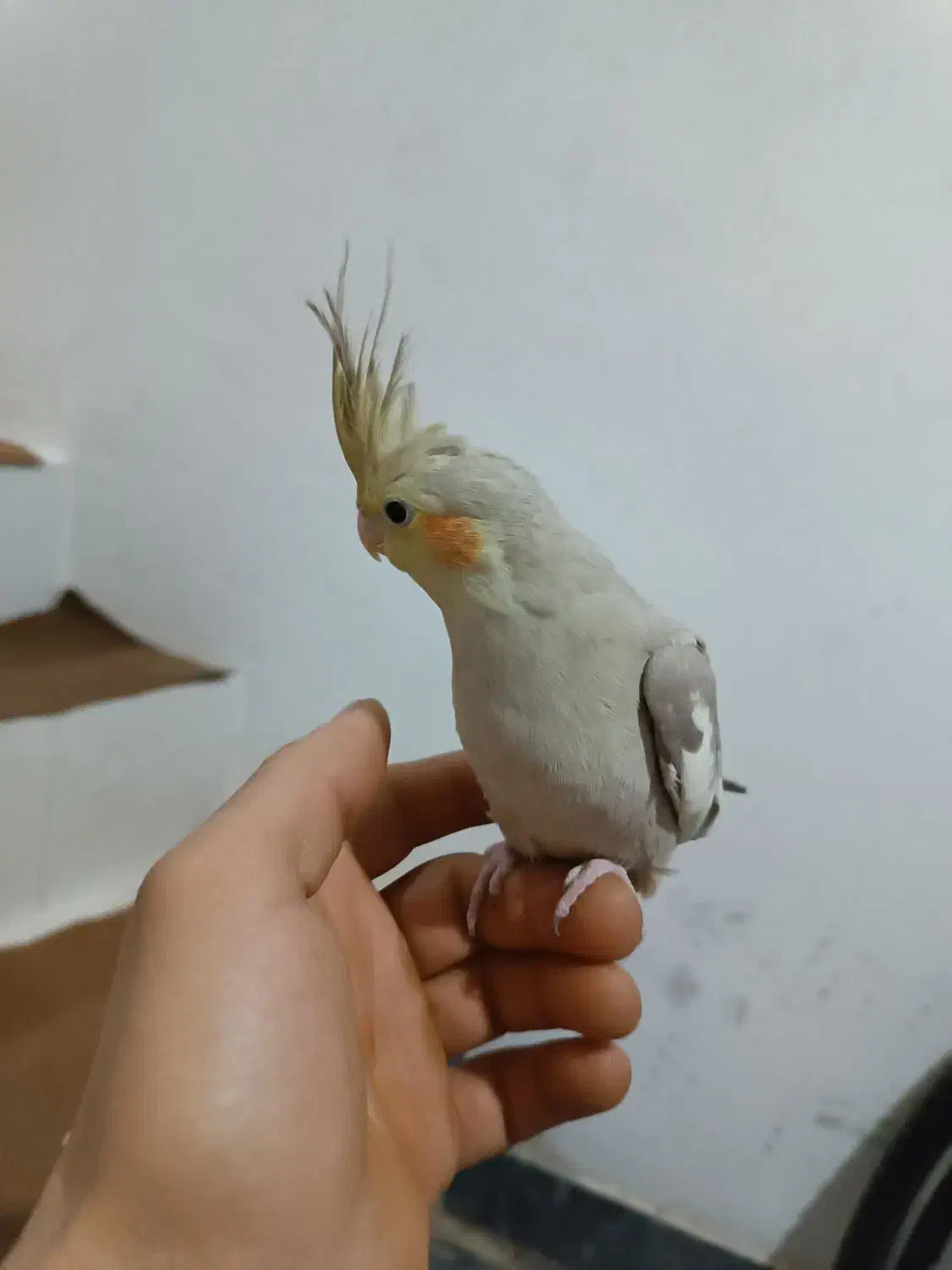 عروس هلندی|پرنده|تبریز, |دیوار