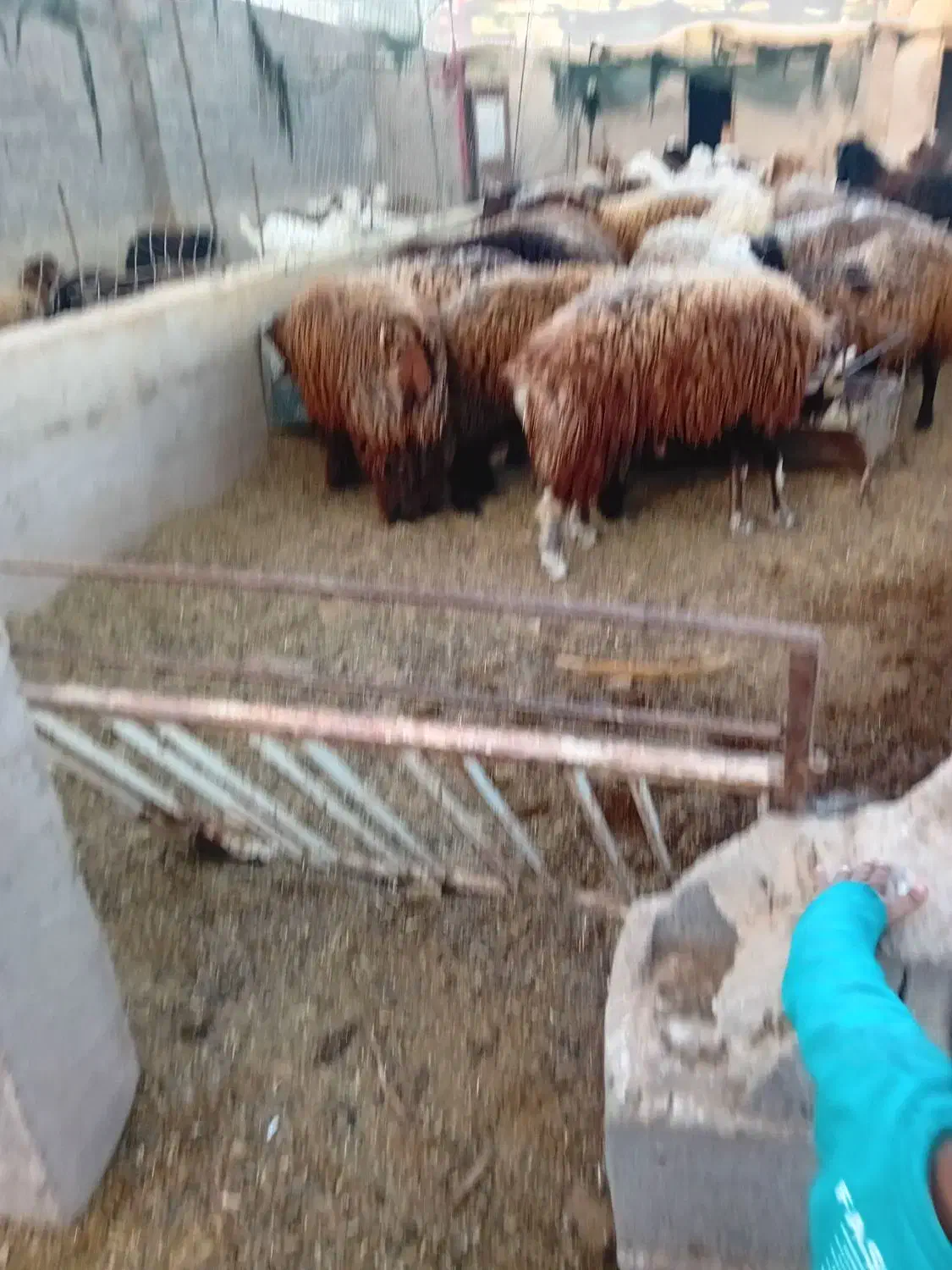 برهنر پرواری|حیوانات مزرعه|اردکان, |دیوار