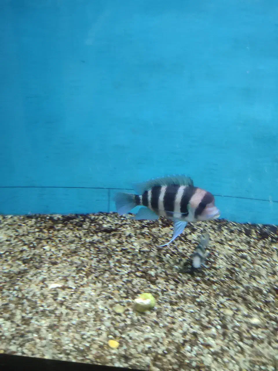 ۶عدد فرانتوزا اور سایز|ماهی|مشهد, چهاربرج|دیوار