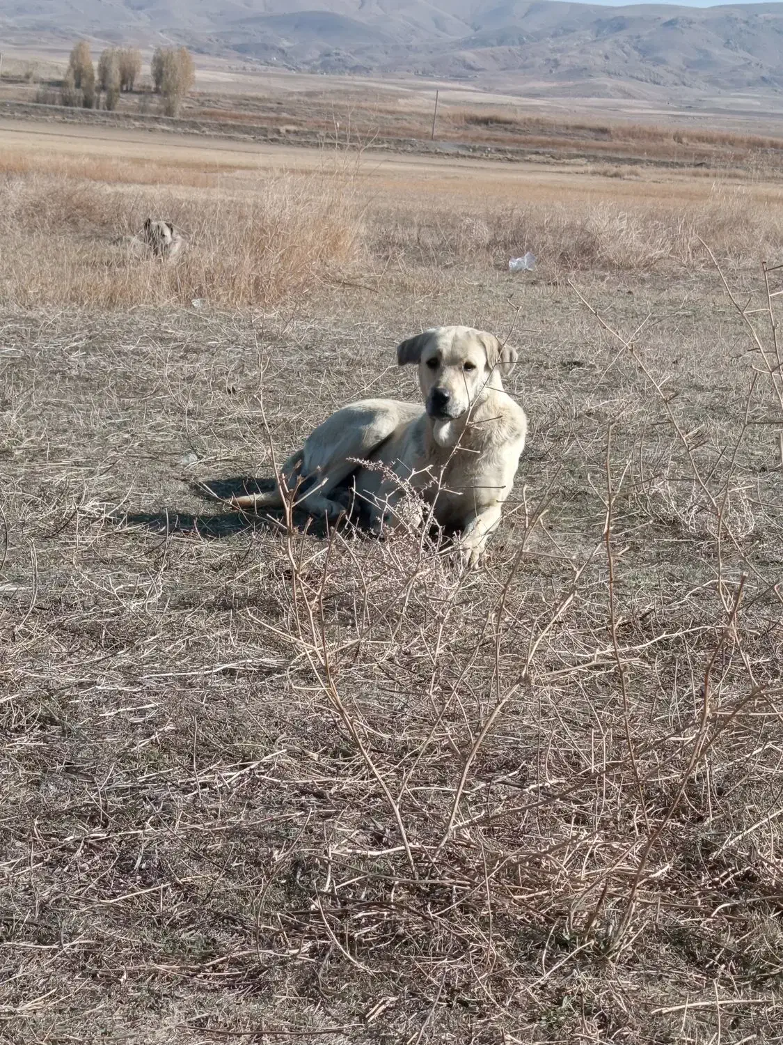 سگ ماده پژدر|سگ|چالدران, |دیوار