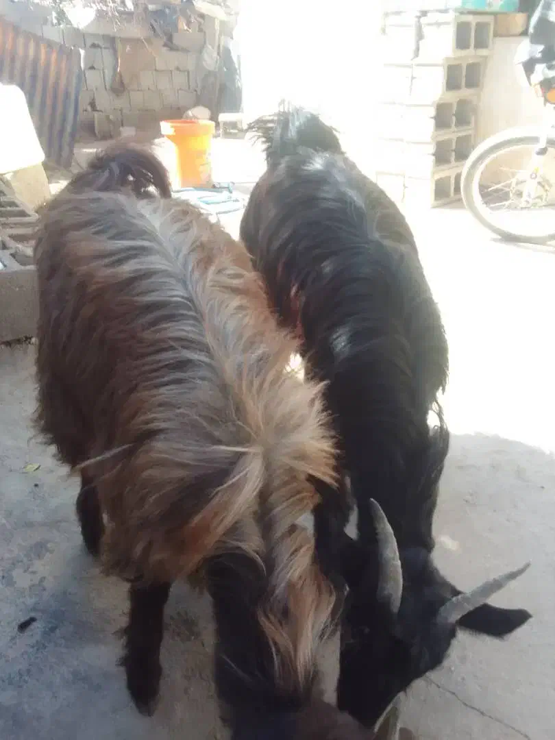 فروش 3 عدد بره و کهره|حیوانات مزرعه|همایجان, |دیوار