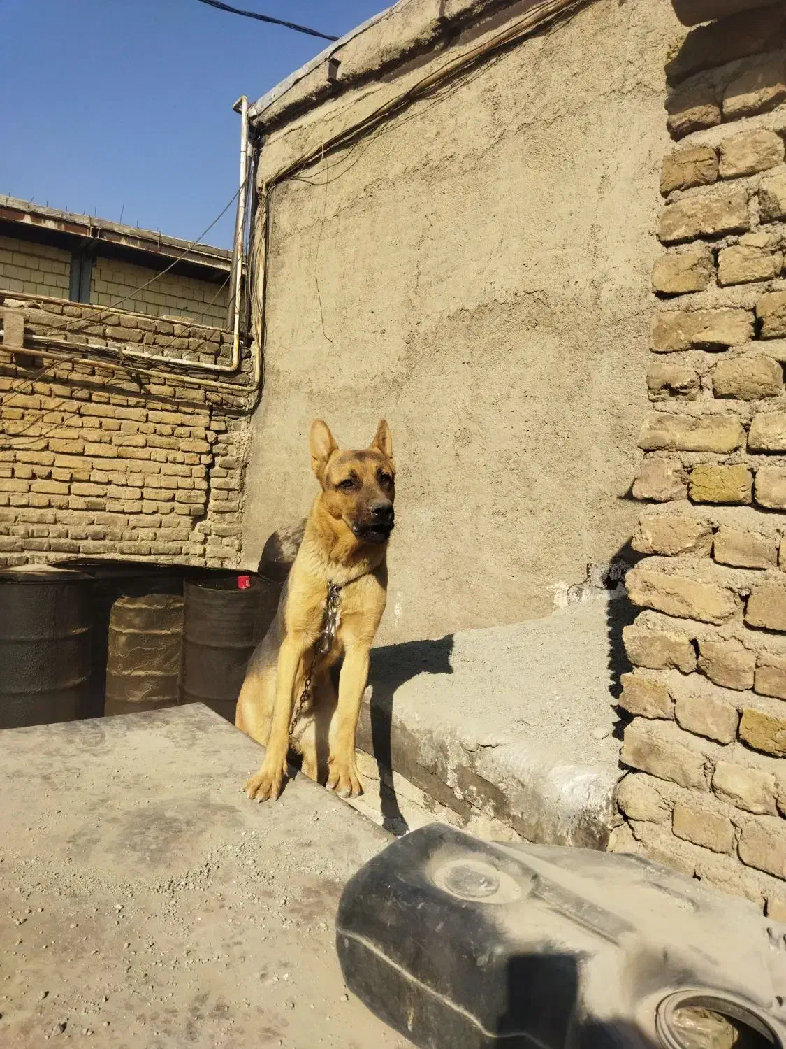 سگ ژرمن یک ساله|سگ|قزوین, |دیوار