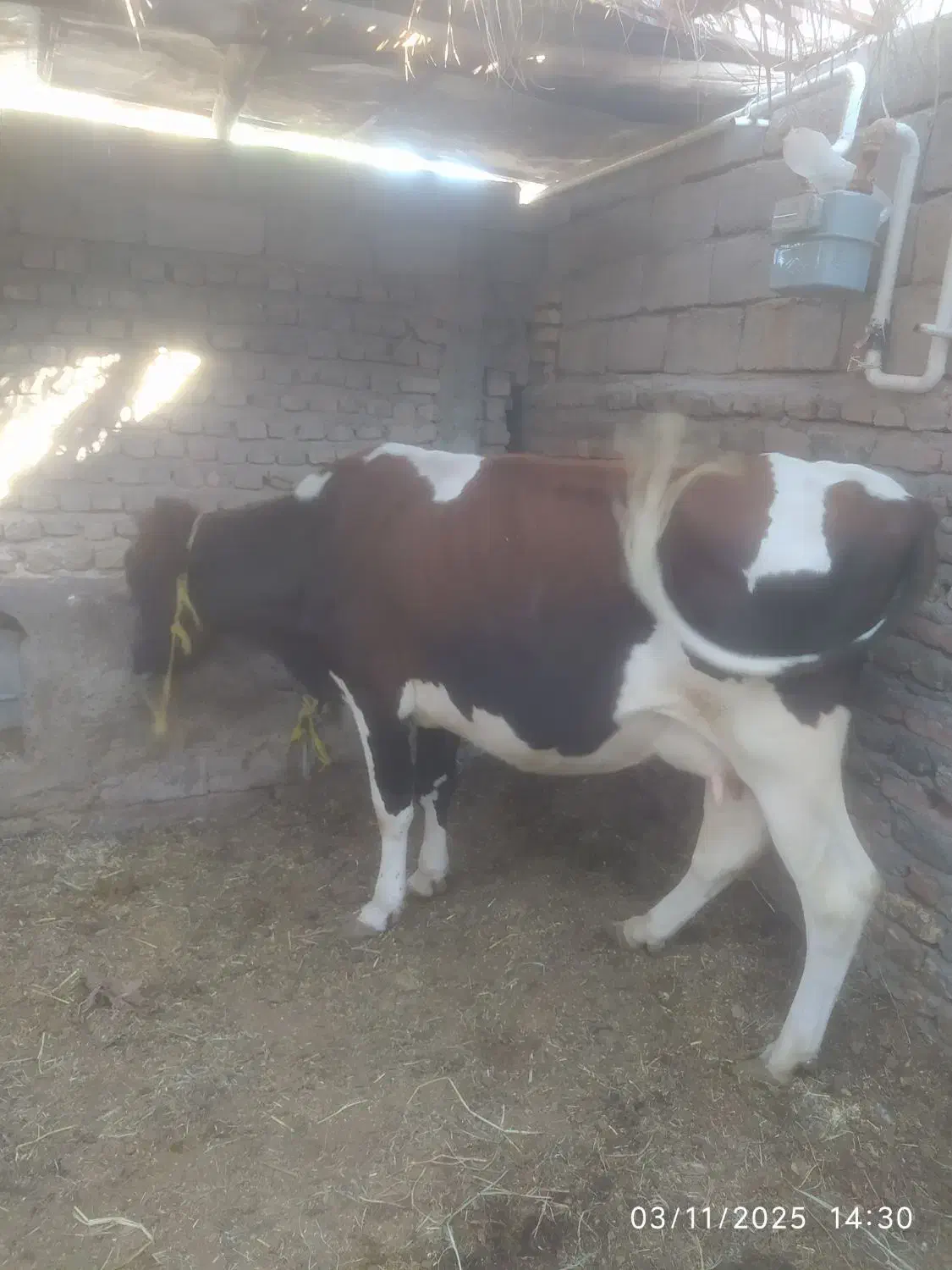 گاو طلا|حیوانات مزرعه|بم, |دیوار