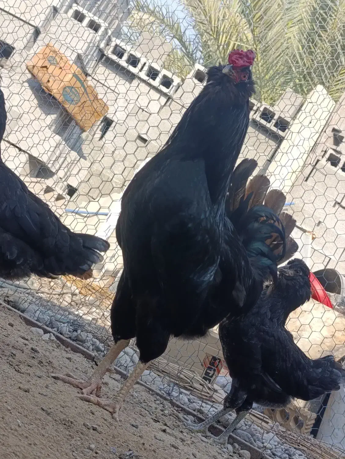 جوجه گلین|حیوانات مزرعه|خورموج, |دیوار