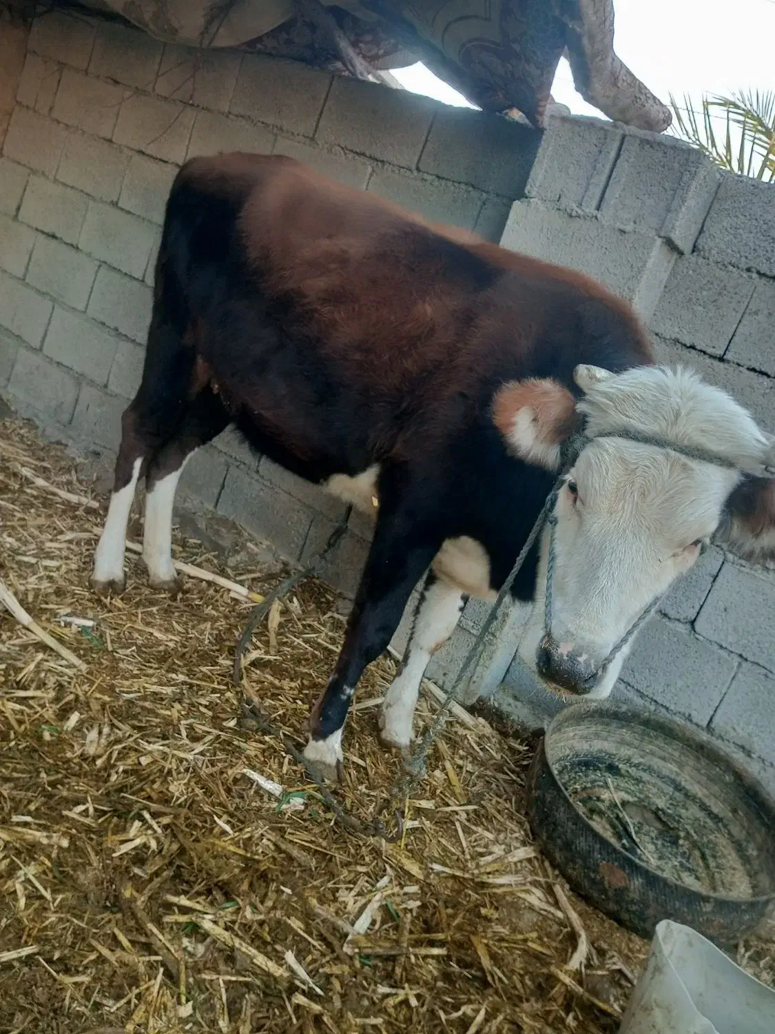 کوک بهای خوب|حیوانات مزرعه|بیرک, |دیوار