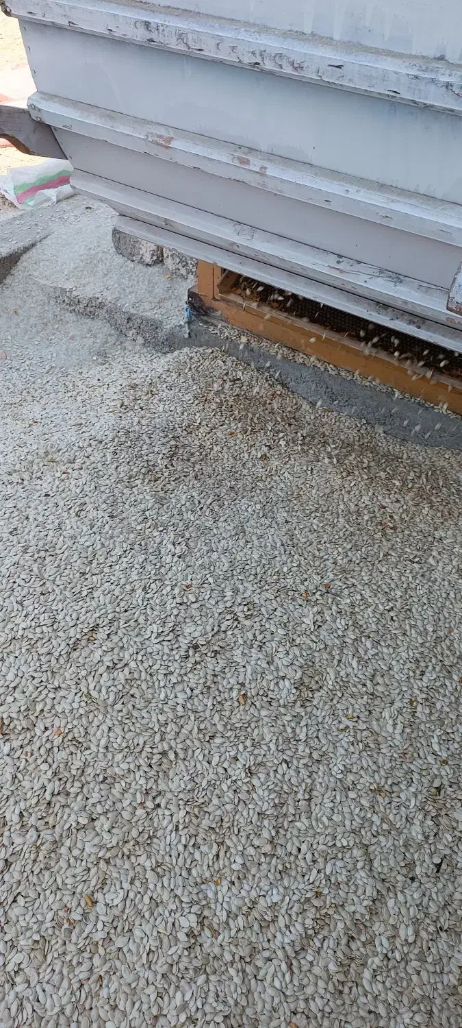 محصول امسال تو پر قیمت مقطوع 340|عمده‌فروشی|سیلوانه, |دیوار