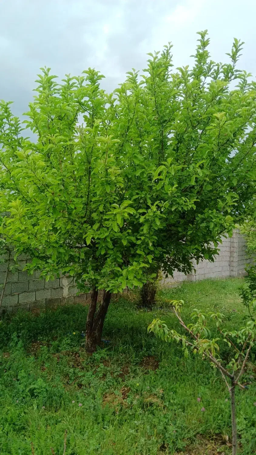 باغ ویلا ،سد امند|فروش خانه و ویلا|صوفیان, |دیوار