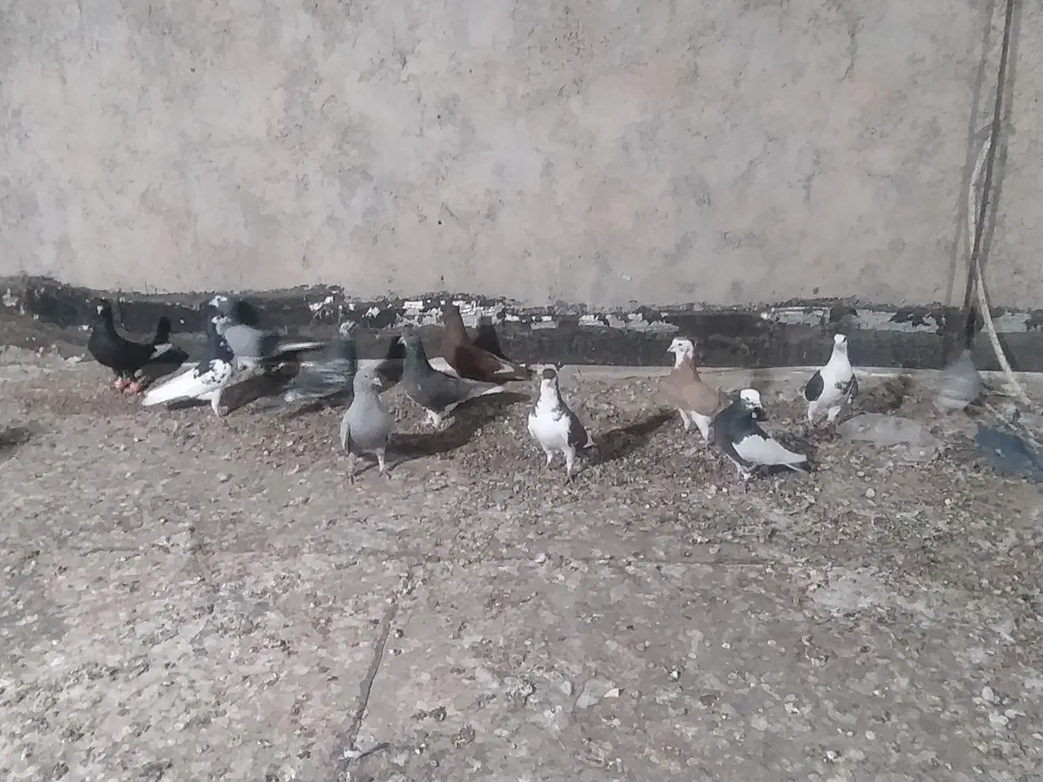 کبوتر12عددنر10عددماده|پرنده|شیراز, حومه شیراز|دیوار