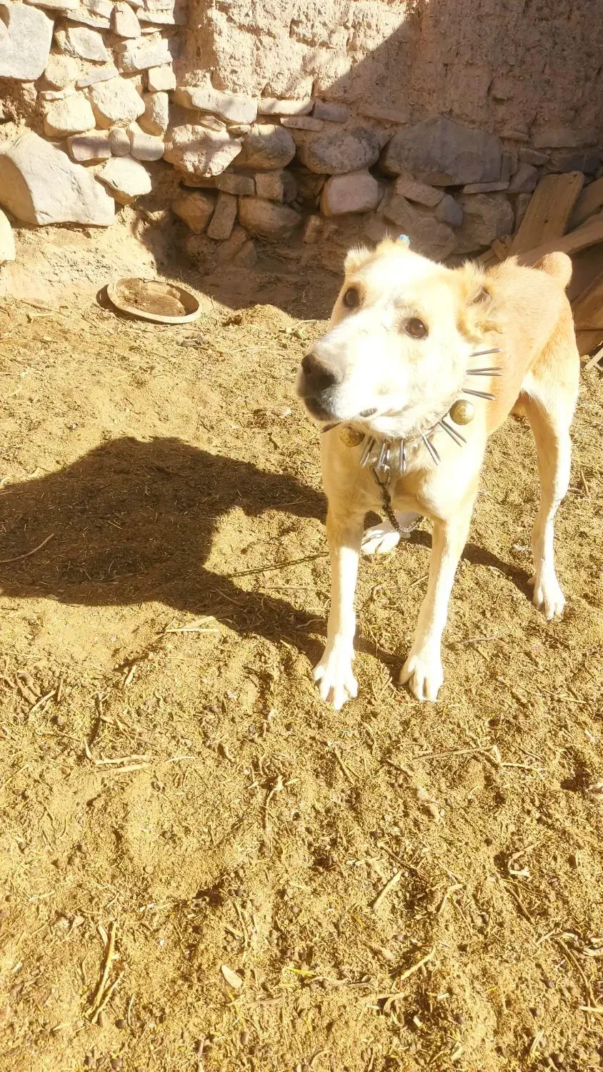 سگ نگهبان|سگ|بیرجند, |دیوار