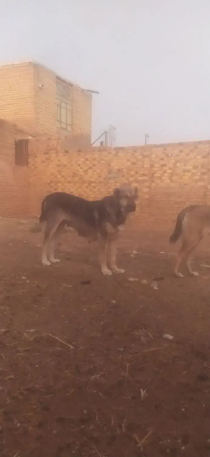 سگ خراسانی|سگ|نصر آباد, |دیوار