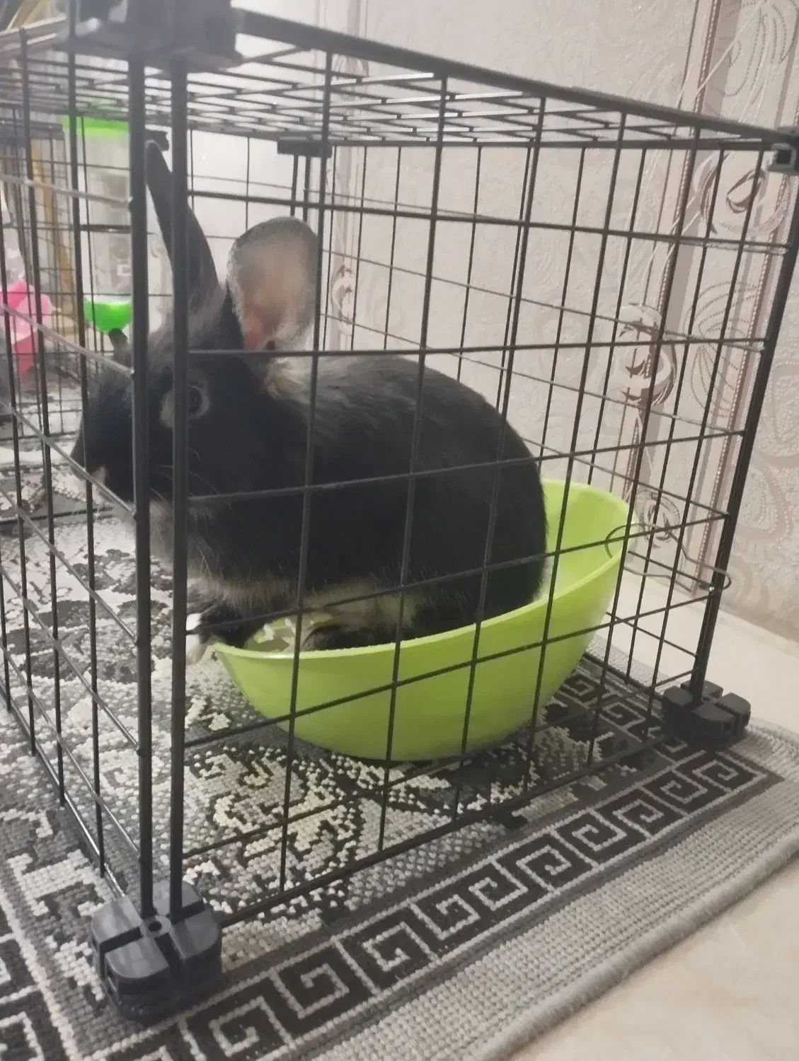 خرگوش لوپ مشکی|موش و خرگوش|مشهد, امیریه|دیوار