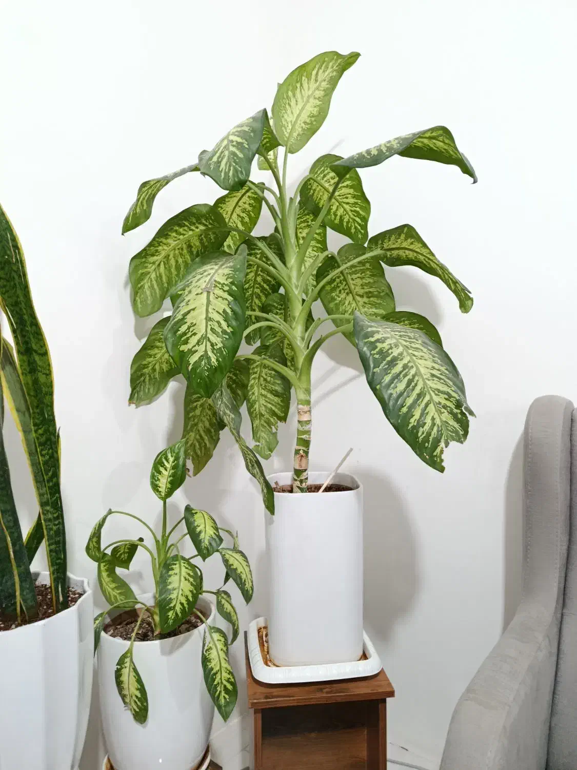 فروش فوری|گل و گیاه طبیعی|شیراز, جوادیه|دیوار