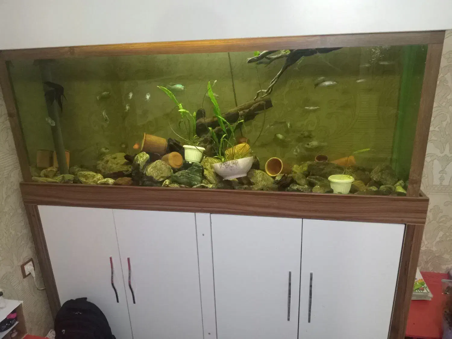 آکواریوم|ماهی|ارومیه, |دیوار