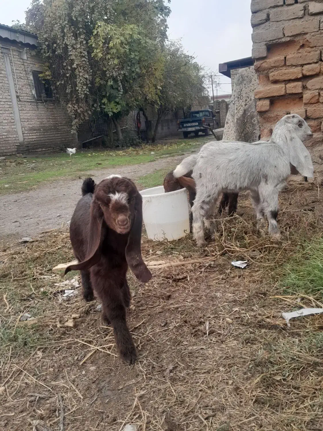 معاوضه با نربره نربز گوساله|حیوانات مزرعه|سرخنکلاته, |دیوار