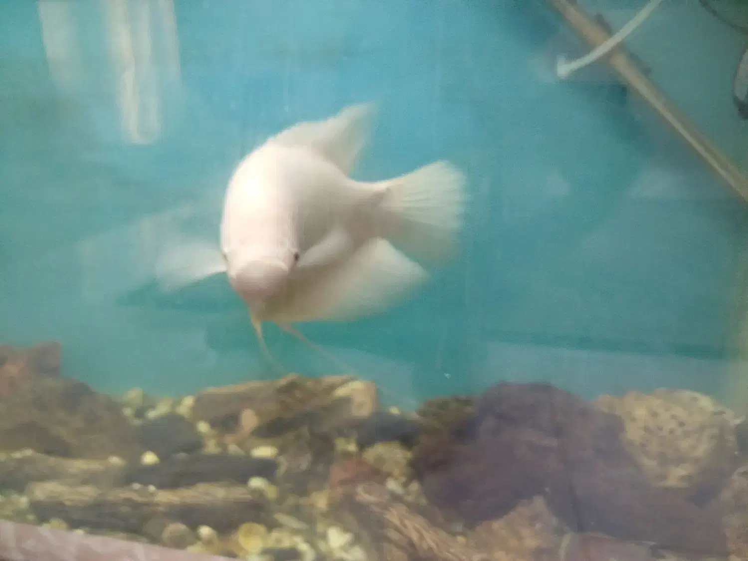 ماهی آکواریوم گوشت خوار معاوضه با چند تا لجن خوار|ماهی|زابل, |دیوار