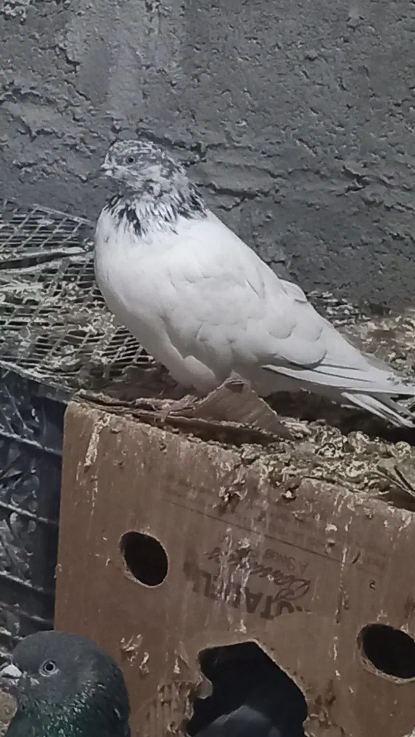 تعدادی کبوتر|پرنده|فهرج, |دیوار