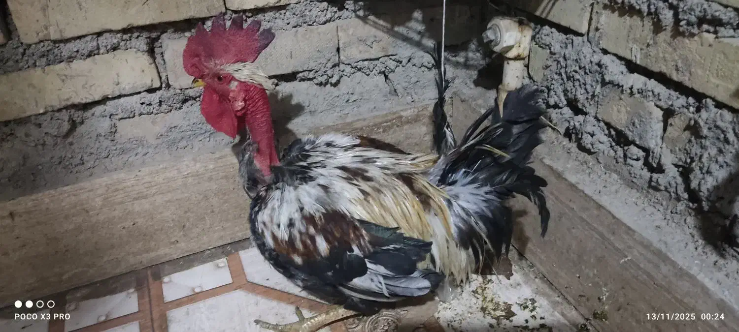 خروس گردن لخت|حیوانات مزرعه|باوی, |دیوار