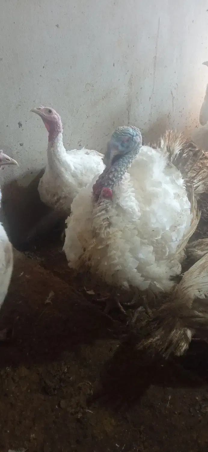 بوقلمون گوشتی|حیوانات مزرعه|بانه, |دیوار