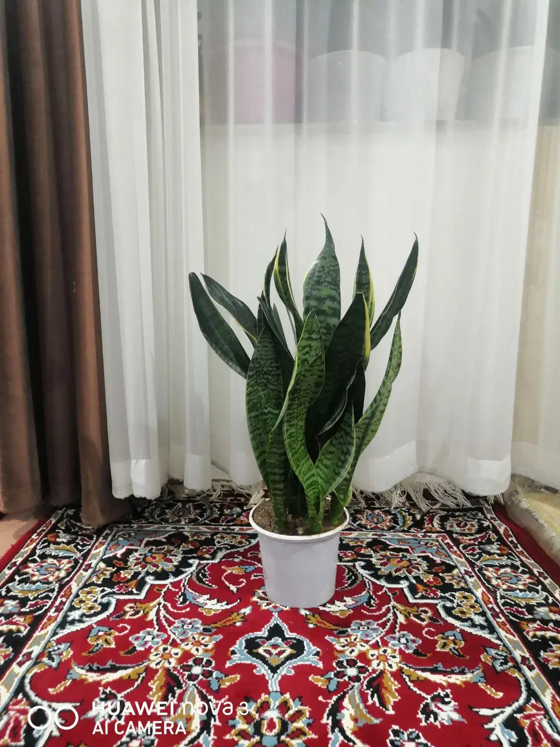 چند گل طبیعی|گل و گیاه طبیعی|تبریز, |دیوار