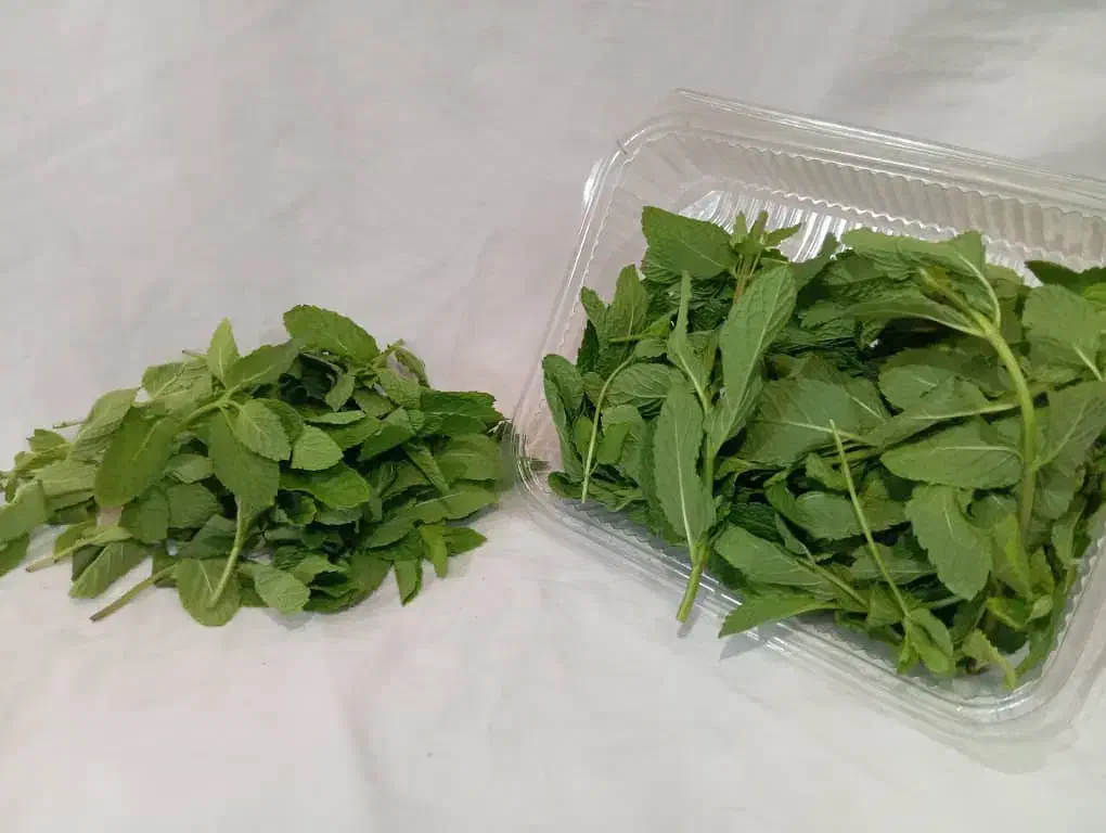 کاهو فرانسوی ریحان ایتالیایی|خوردنی و آشامیدنی|شیراز, جوادیه|دیوار