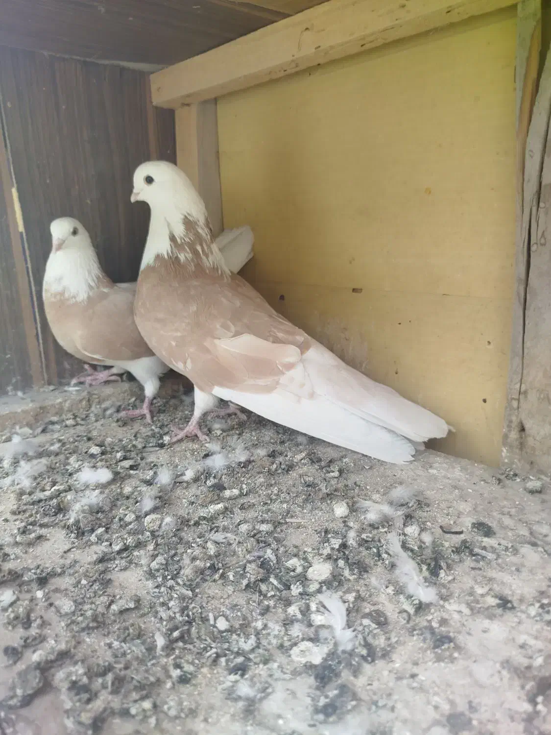 شازده زرد|پرنده|مبارکه, |دیوار