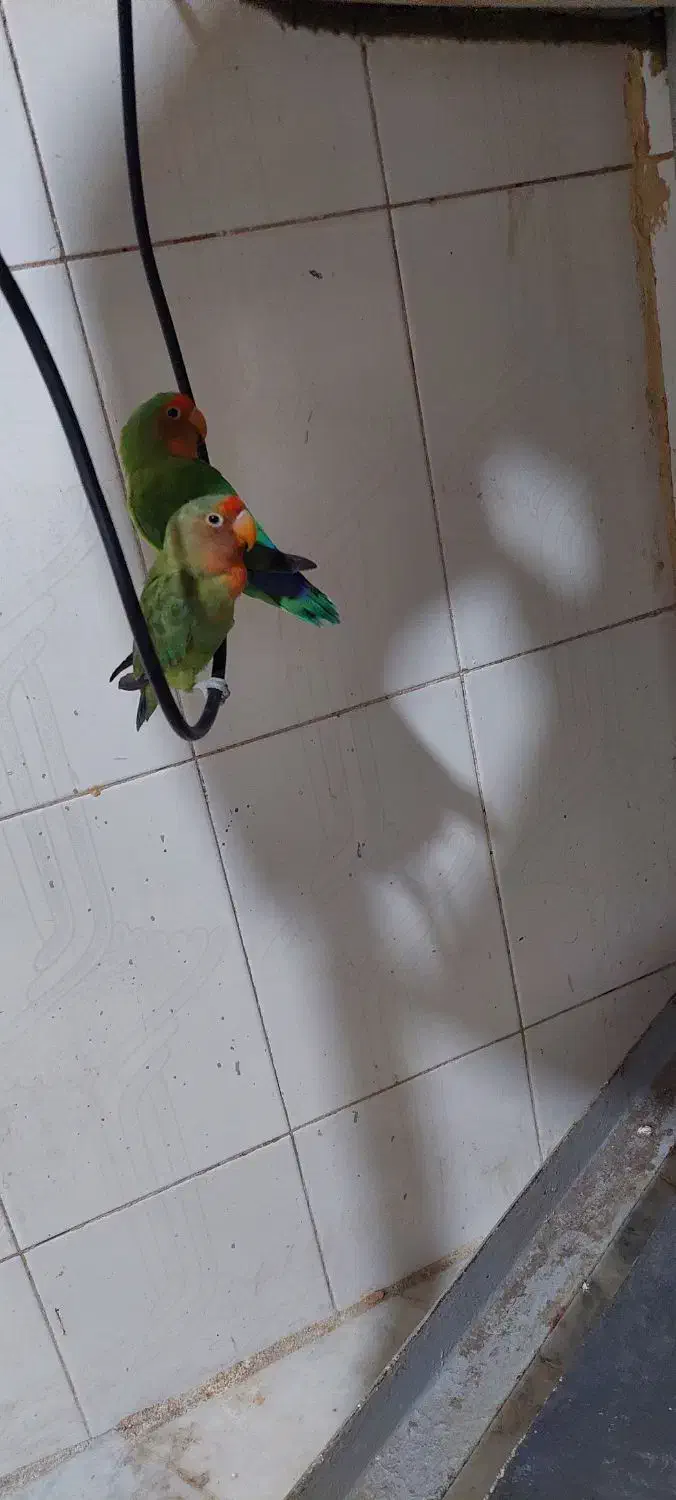 کوتوله نر|پرنده|مشهد, بالا خیابان|دیوار