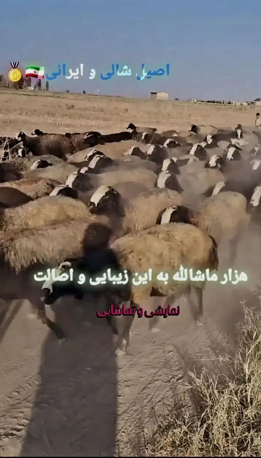 گوسفند اصیل شال|حیوانات مزرعه|اصفهان, دانشگاه اصفهان|دیوار