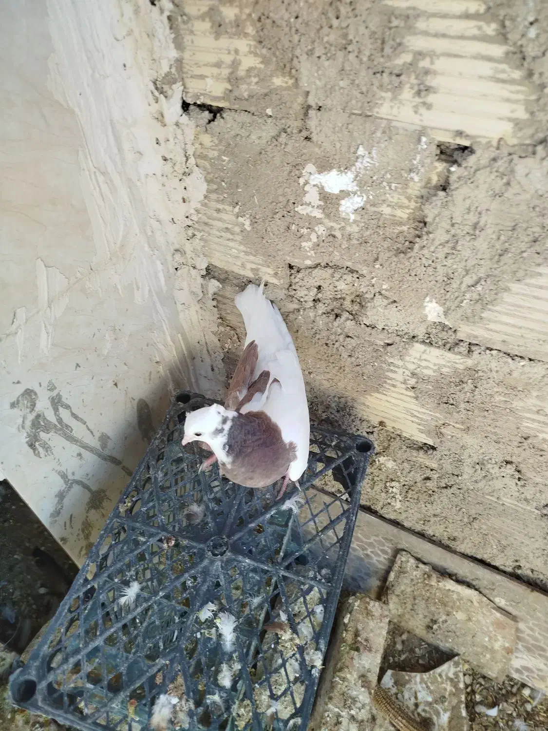 چهار تا باهم 800تکی200|پرنده|طبس, |دیوار