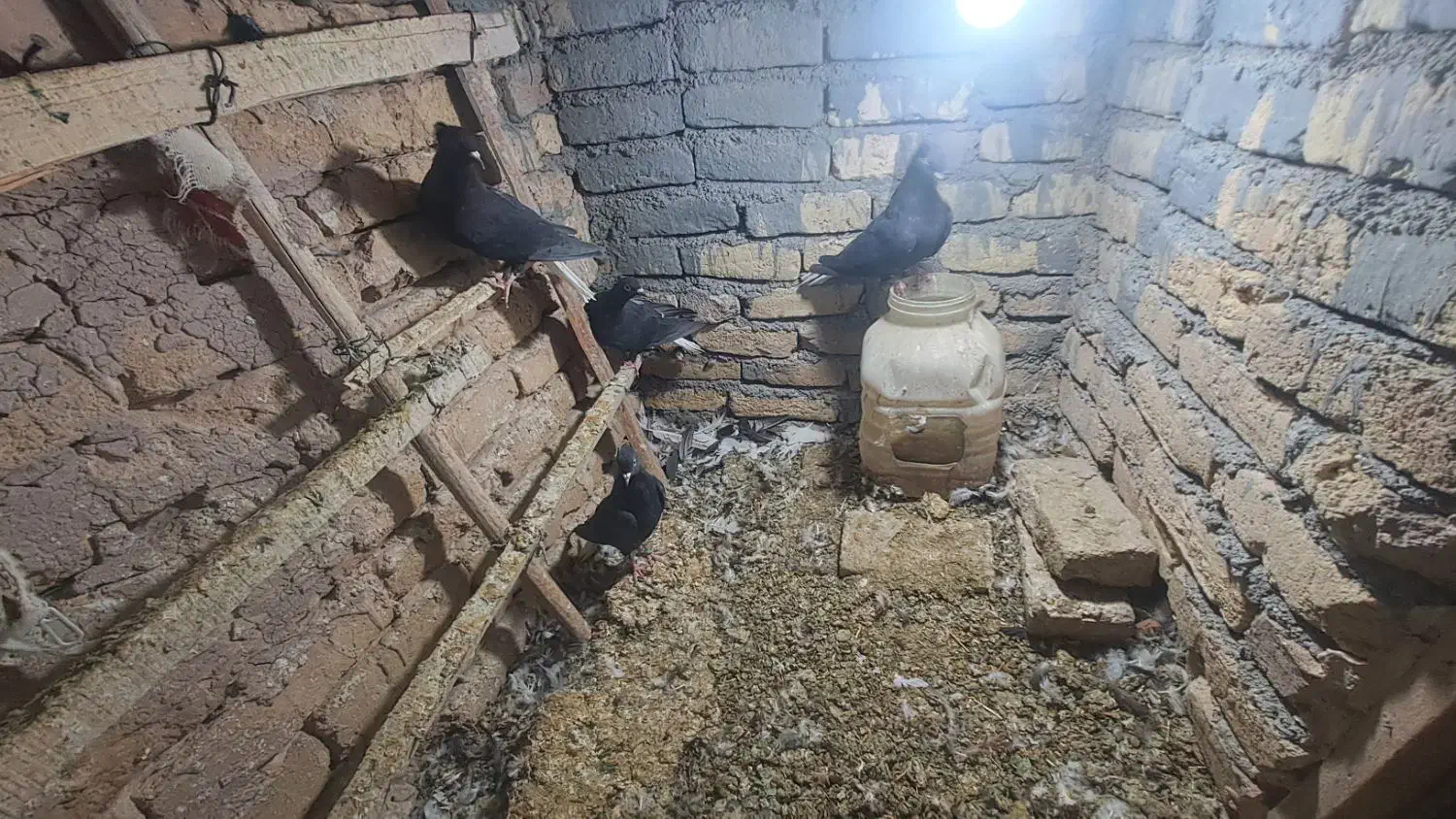 پرنده|پرنده|تربت‌حیدریه, شهرک ولیعصر|دیوار