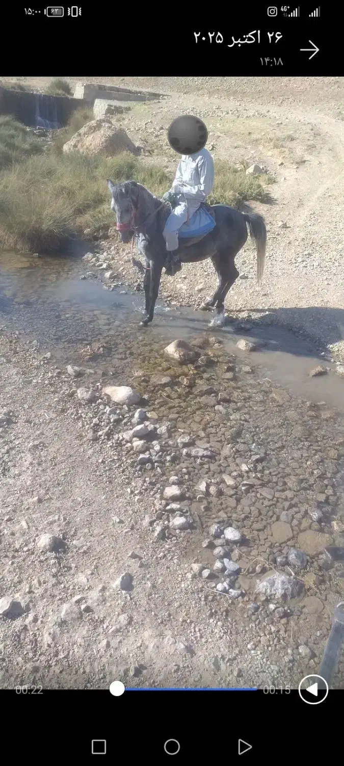 مادیون  کرد جفت زن|اسب و تجهیزات اسب‌سواری|بروجرد, |دیوار