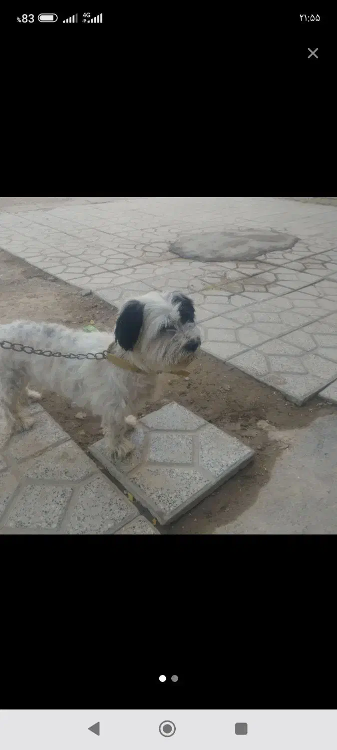 یک‌سگ‌پاکوتاه‌|سگ|قوچان, |دیوار