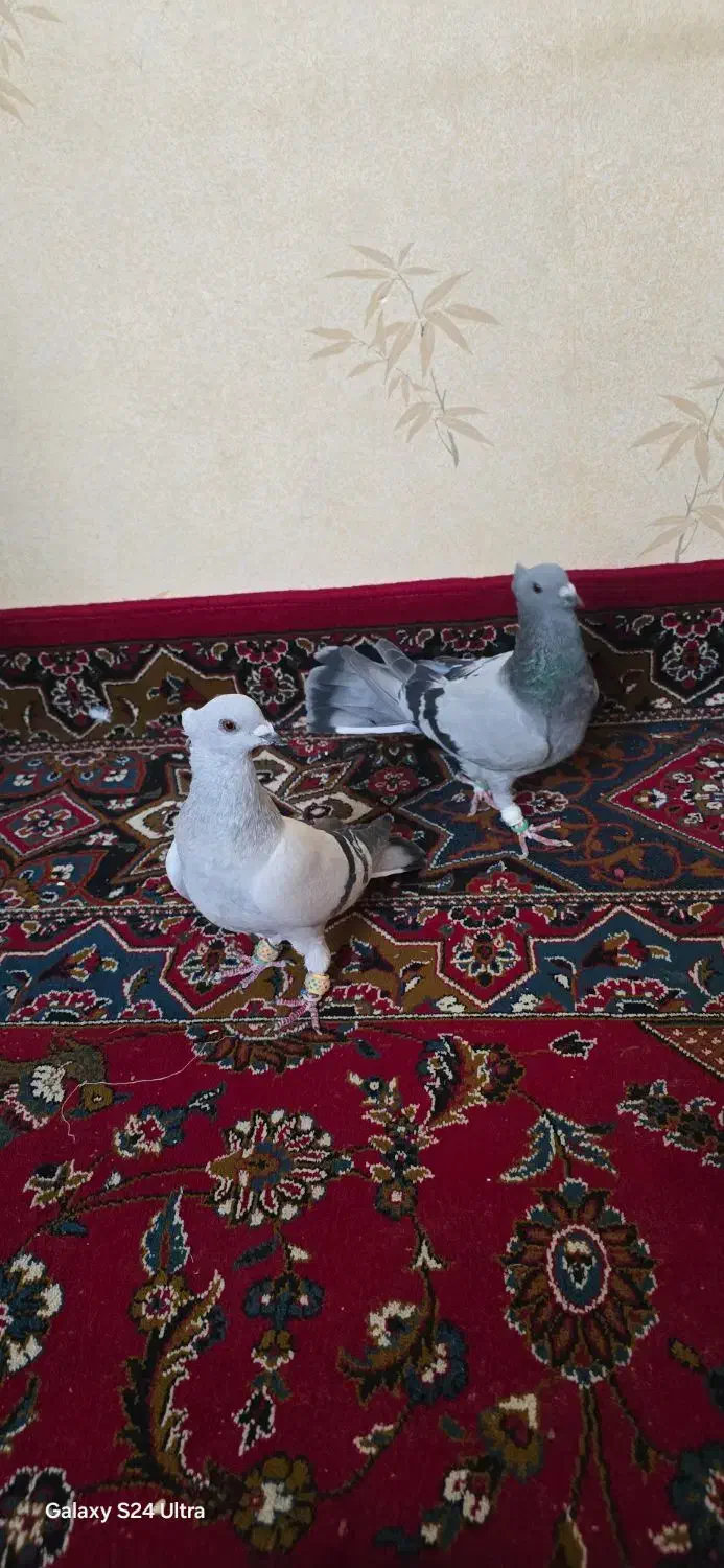 کبوتر جفتی|پرنده|قزوین, |دیوار