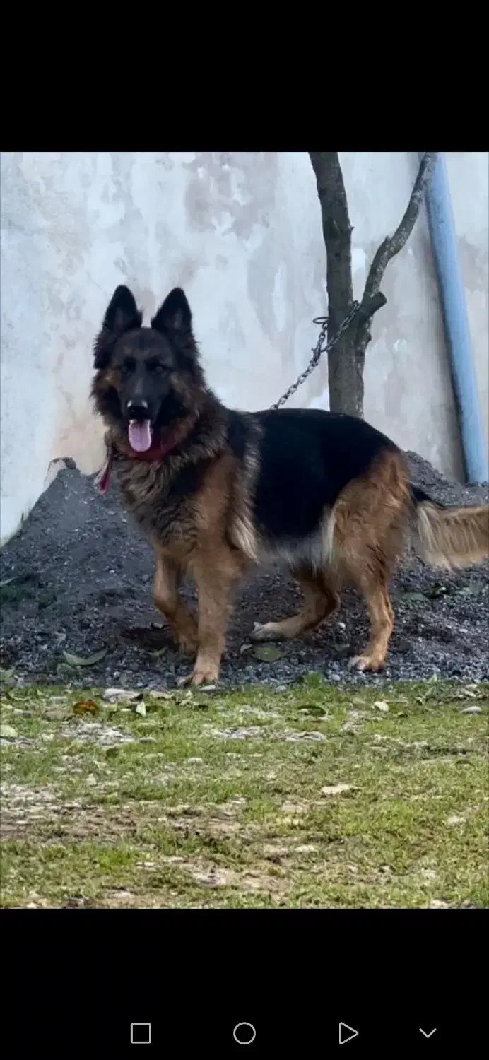 واگذاری توله ژرمن شولاین و مالینویز|سگ|خمام, |دیوار