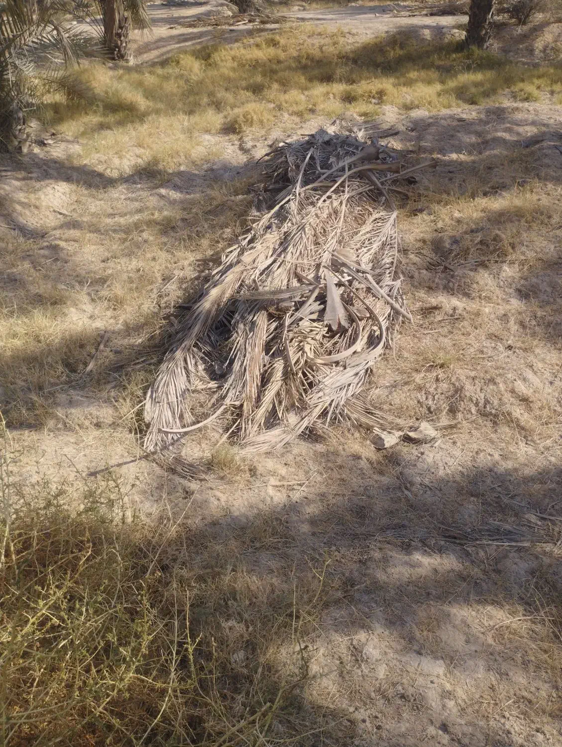 پیش نخل|گل و گیاه طبیعی|وحدتیه, |دیوار