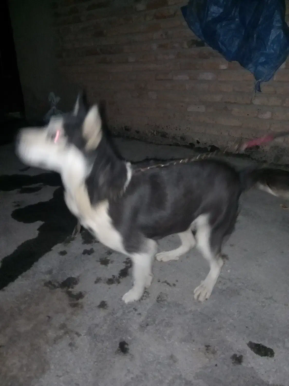 هاسگی|سگ|اردبیل, |دیوار