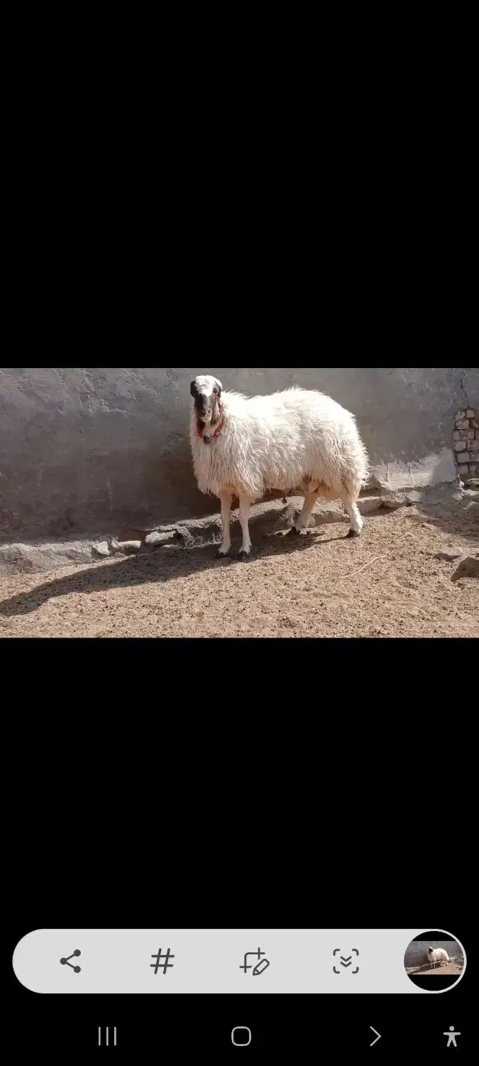 بره قوچی سنجابی|حیوانات مزرعه|کاشمر, |دیوار