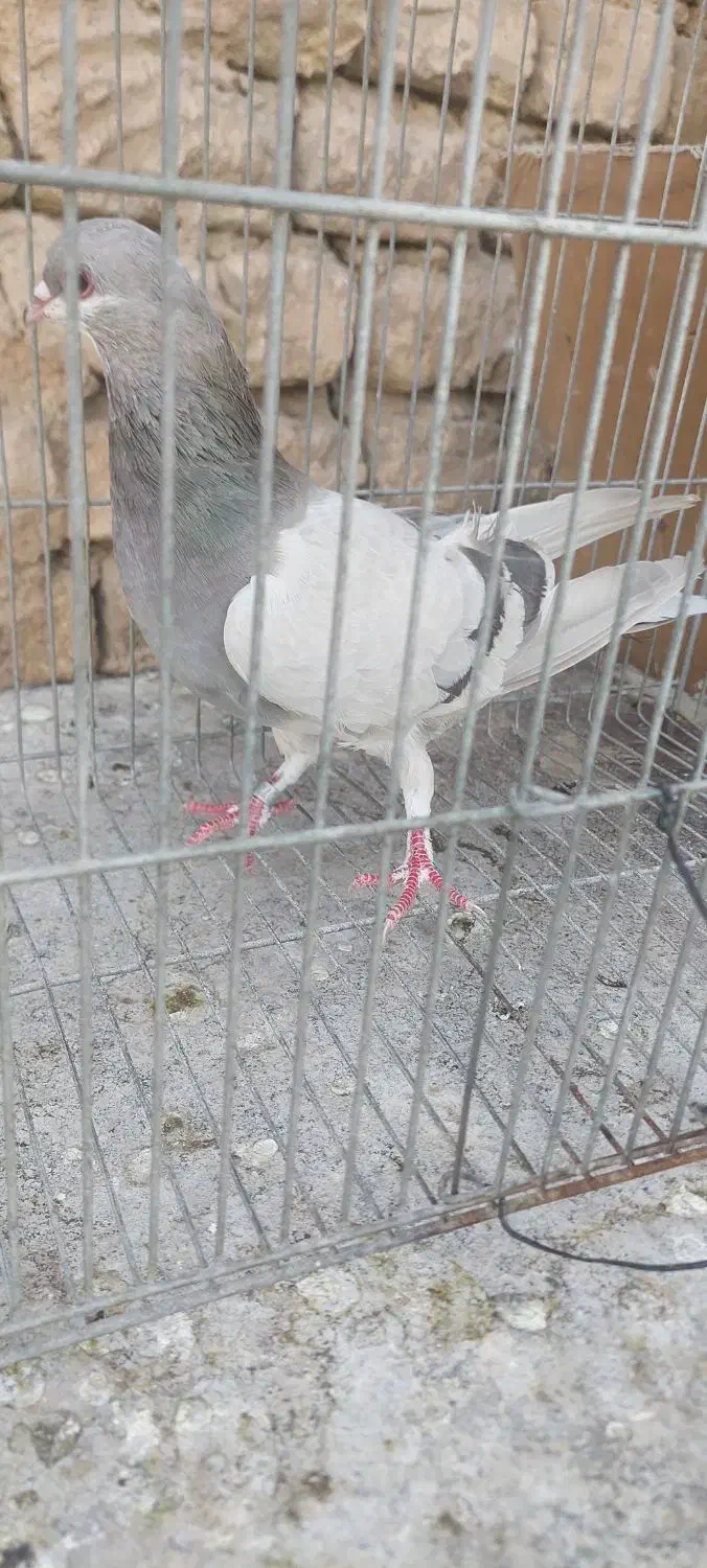 ماده خرقه نقره ای|پرنده|خمینی‌شهر, |دیوار