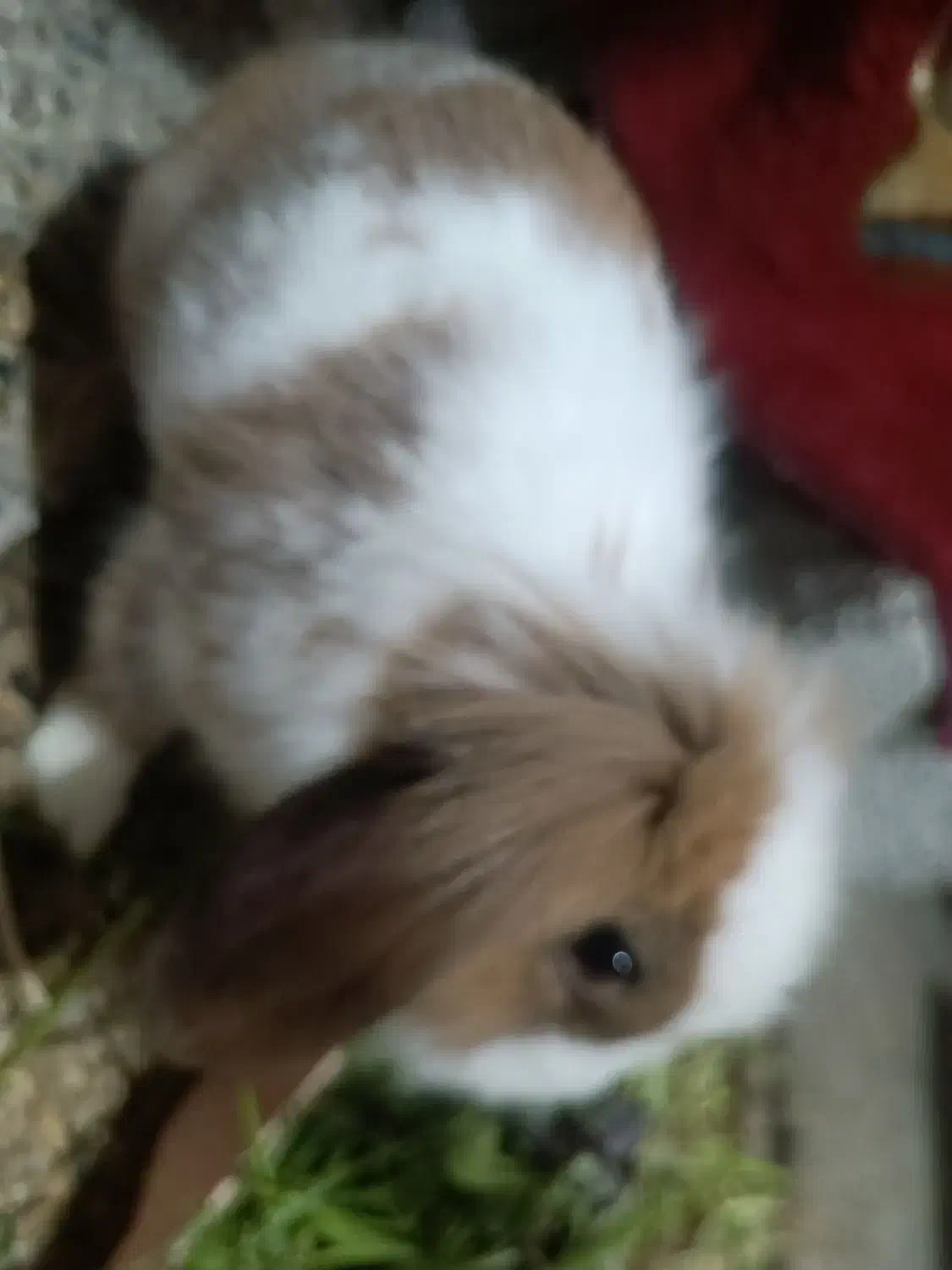 خرگوش لپ|موش و خرگوش|بندرعباس, |دیوار