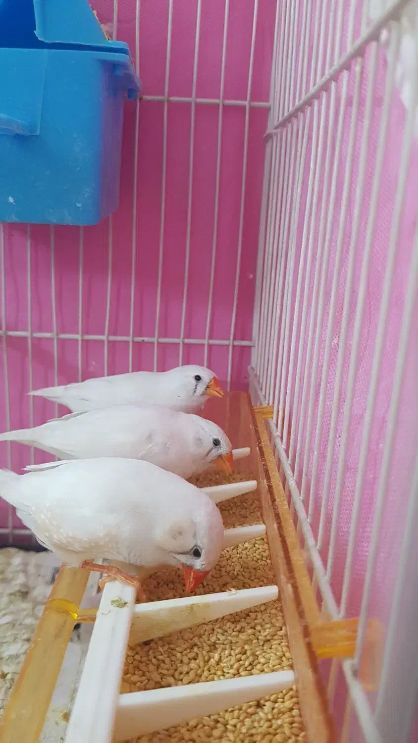 تعدادی فنچ بالغ و جوجه به فروش میرسد|پرنده|مشهد, سمزقند|دیوار