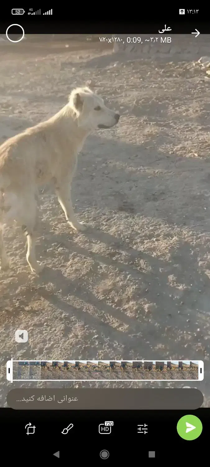 سگ گمشده|حیوانات|محمدبار, |دیوار