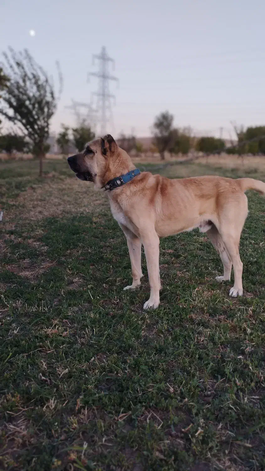 سگ سرابی|سگ|بیرانوند, |دیوار