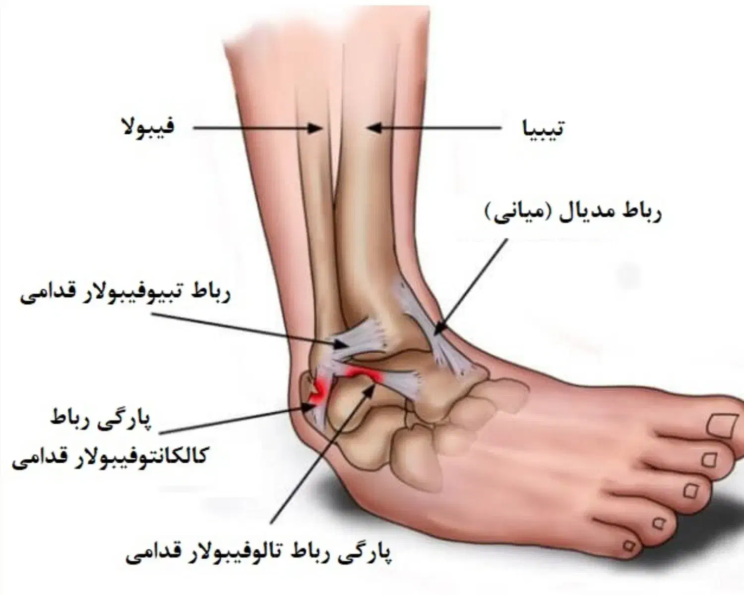 تحقیقاتی داوطلبانه|فعالیت داوطلبانه تحقیقاتی|کرج, دانشگاه هنر تهران (پردیس کرج)|دیوار