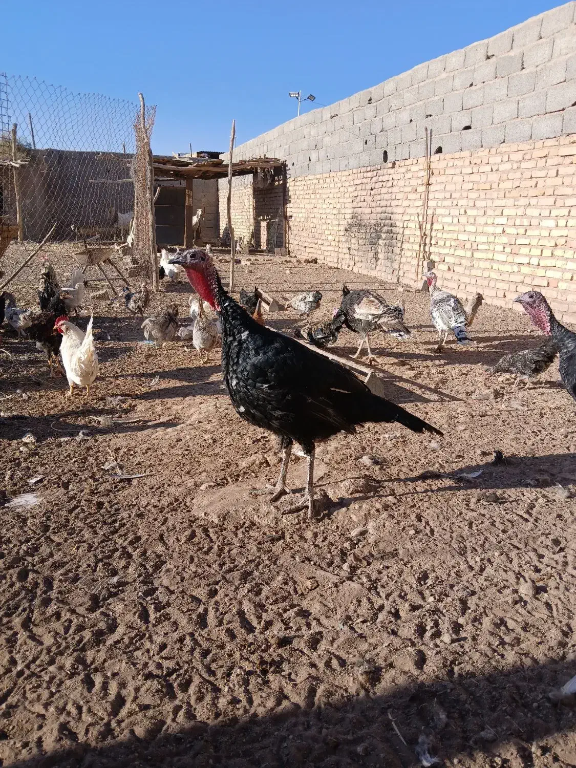 مرغ و خروس گلین عشایری|حیوانات مزرعه|زید آباد, |دیوار