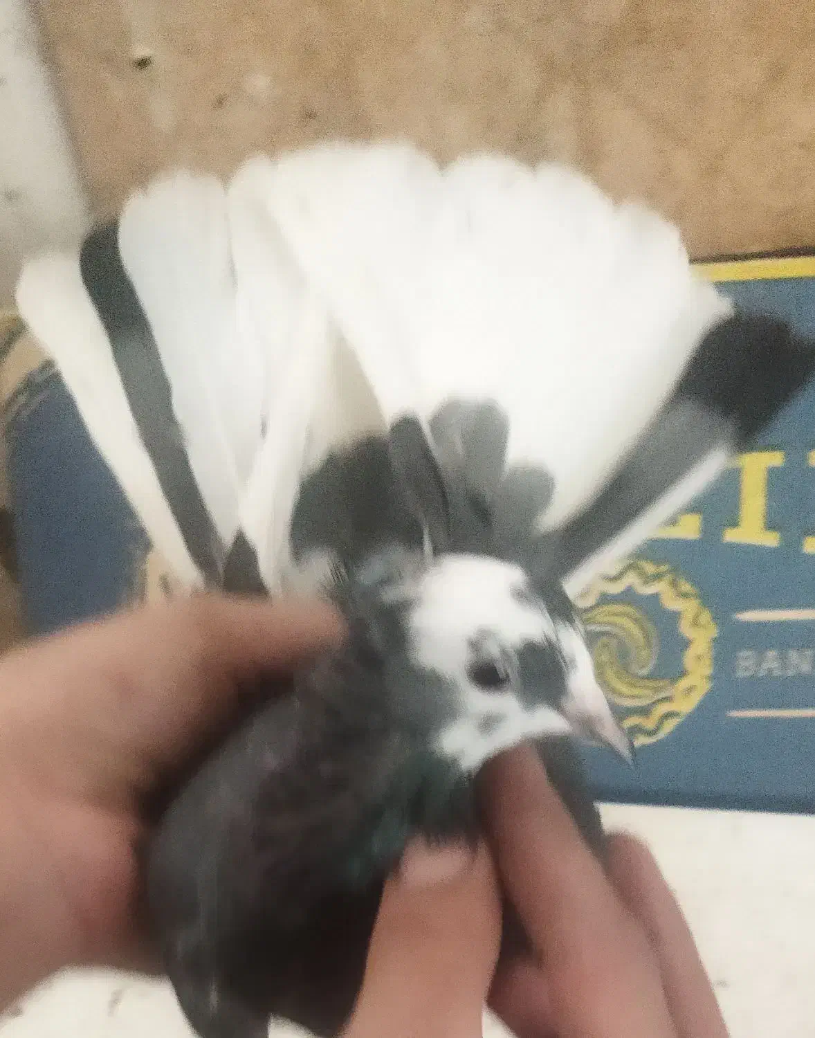 کفتر شازده.پرشتی عتیقه|پرنده|ملایر, |دیوار