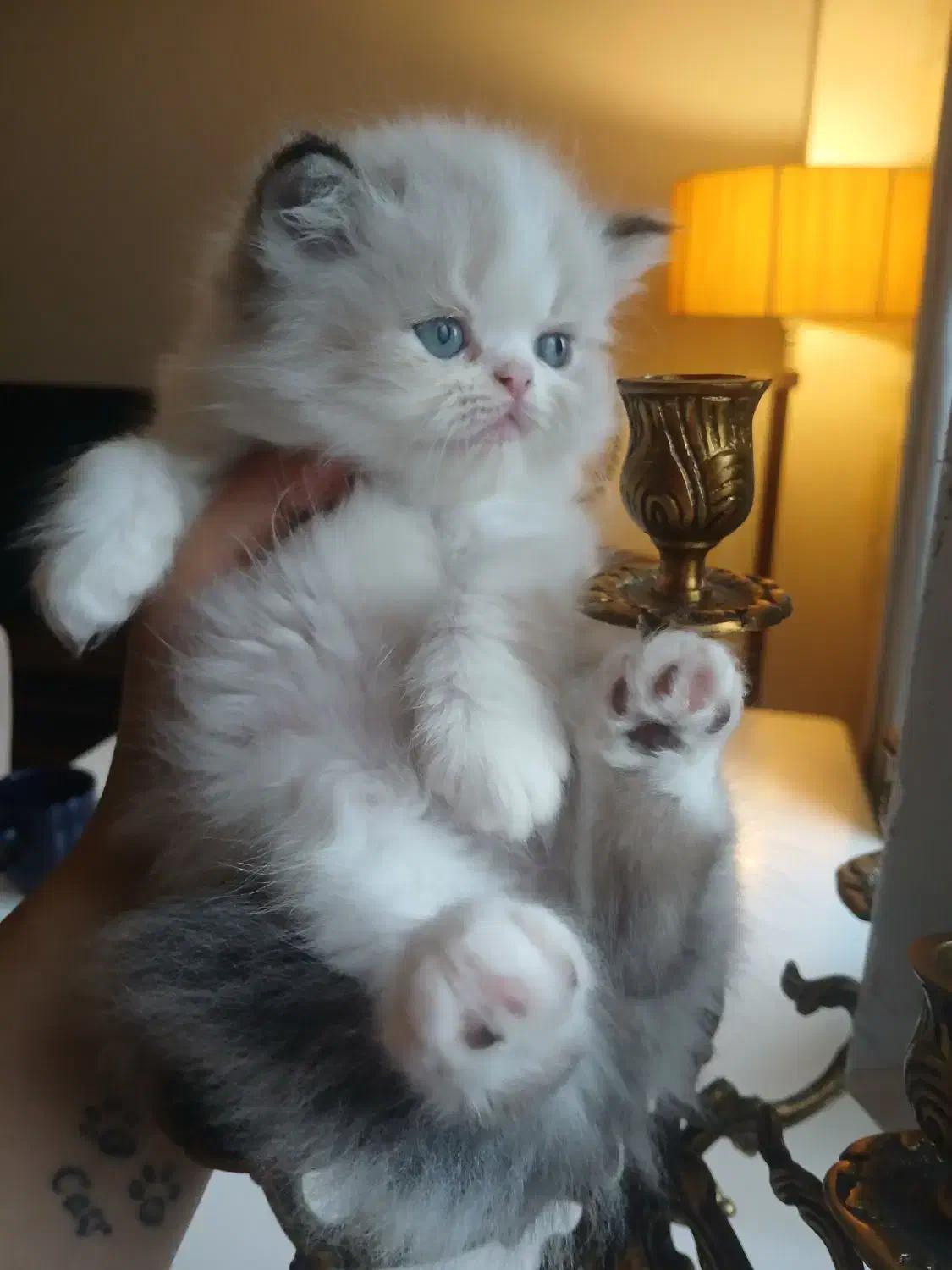 گربه پرشین دوماهه اصیل|گربه|رشت, گلسار|دیوار