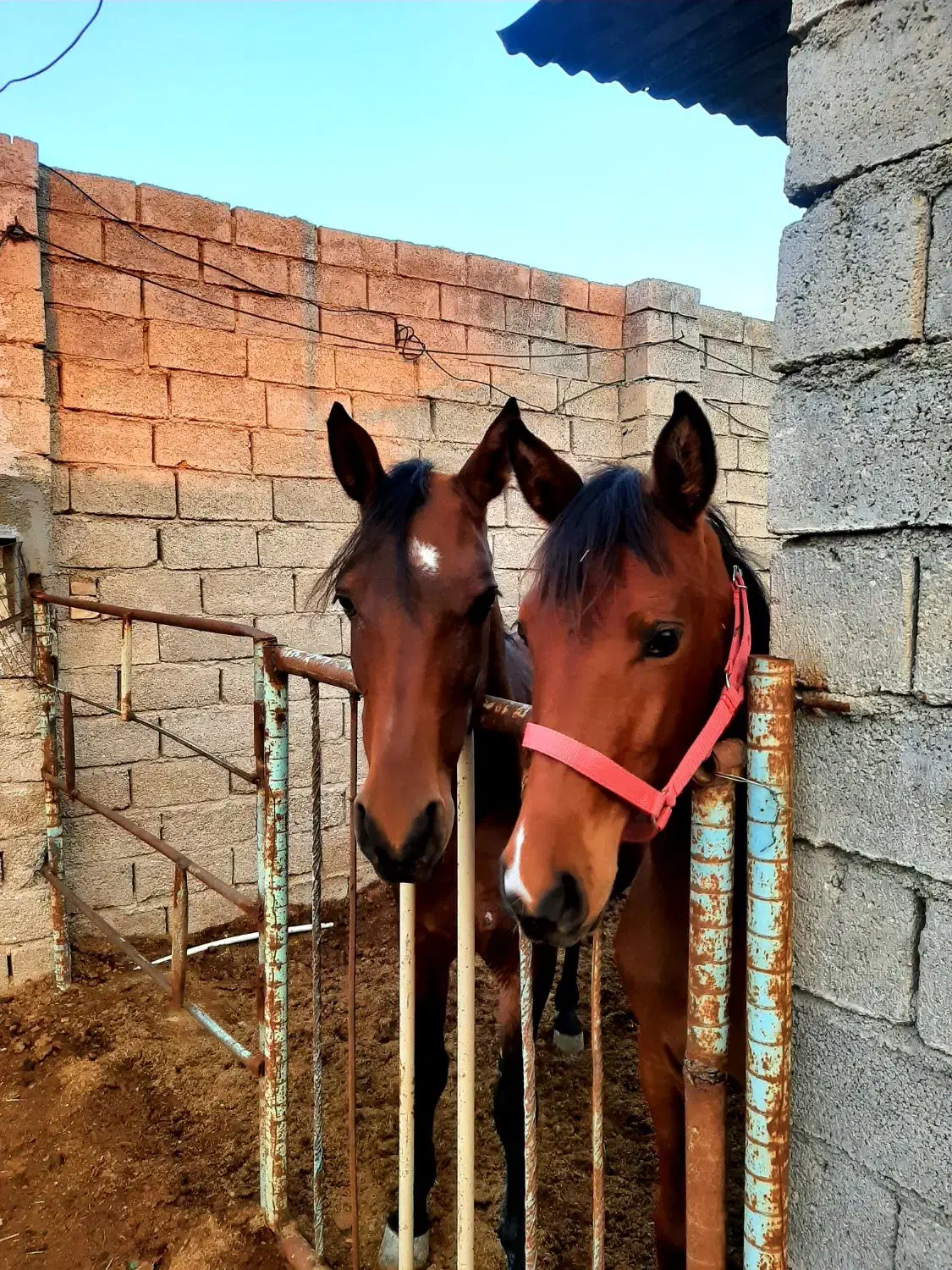 اسب فروشی|اسب و تجهیزات اسبسواری|بهبهان, |دیوار