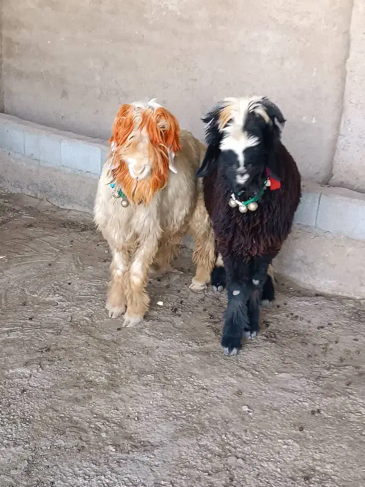 فروش کوه قوچ اصل بختیاری ذات وجنس دار|حیوانات مزرعه|شیراز, میانرود|دیوار