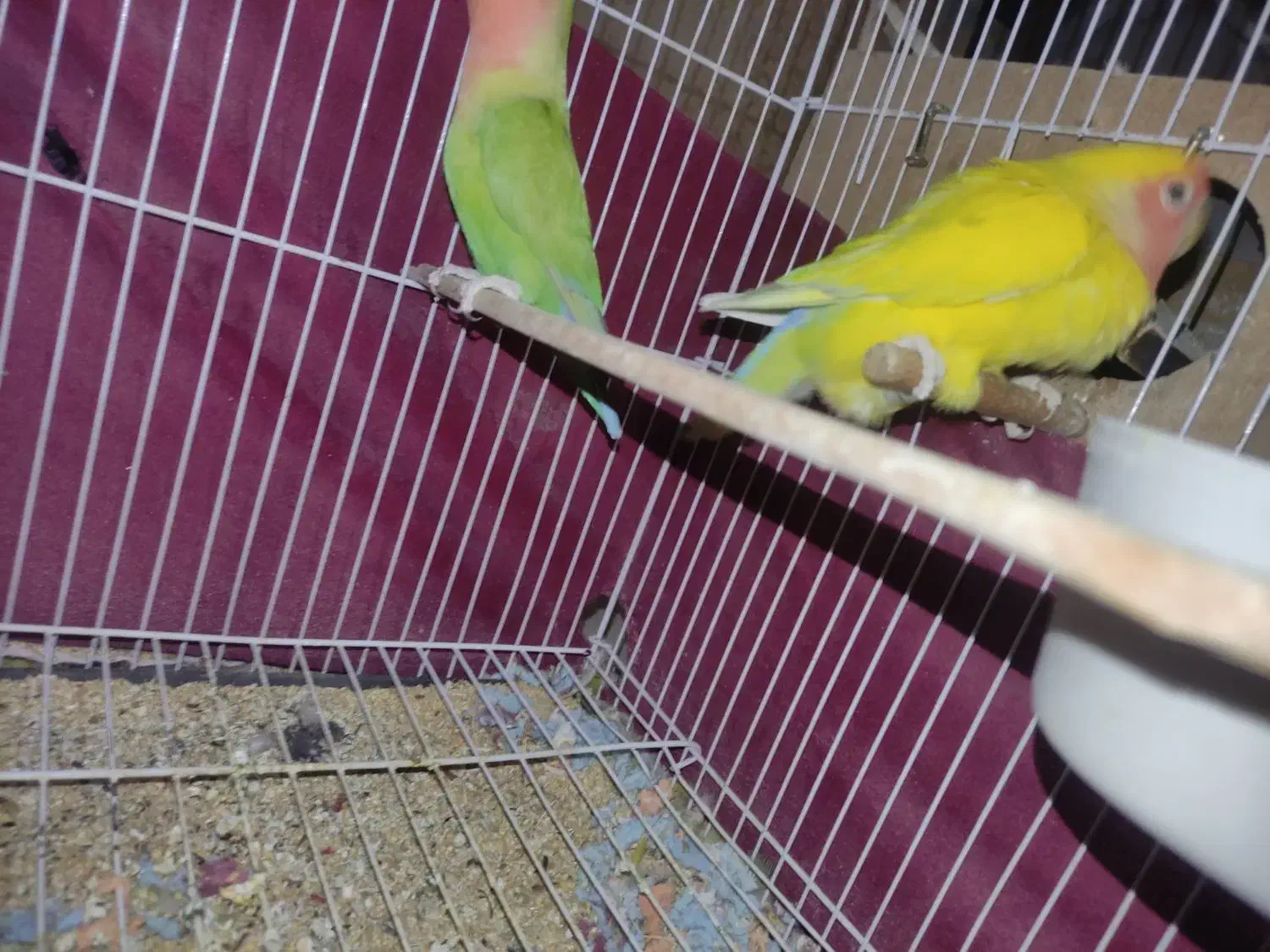 طوطی برزیلی|پرنده|الوند, |دیوار