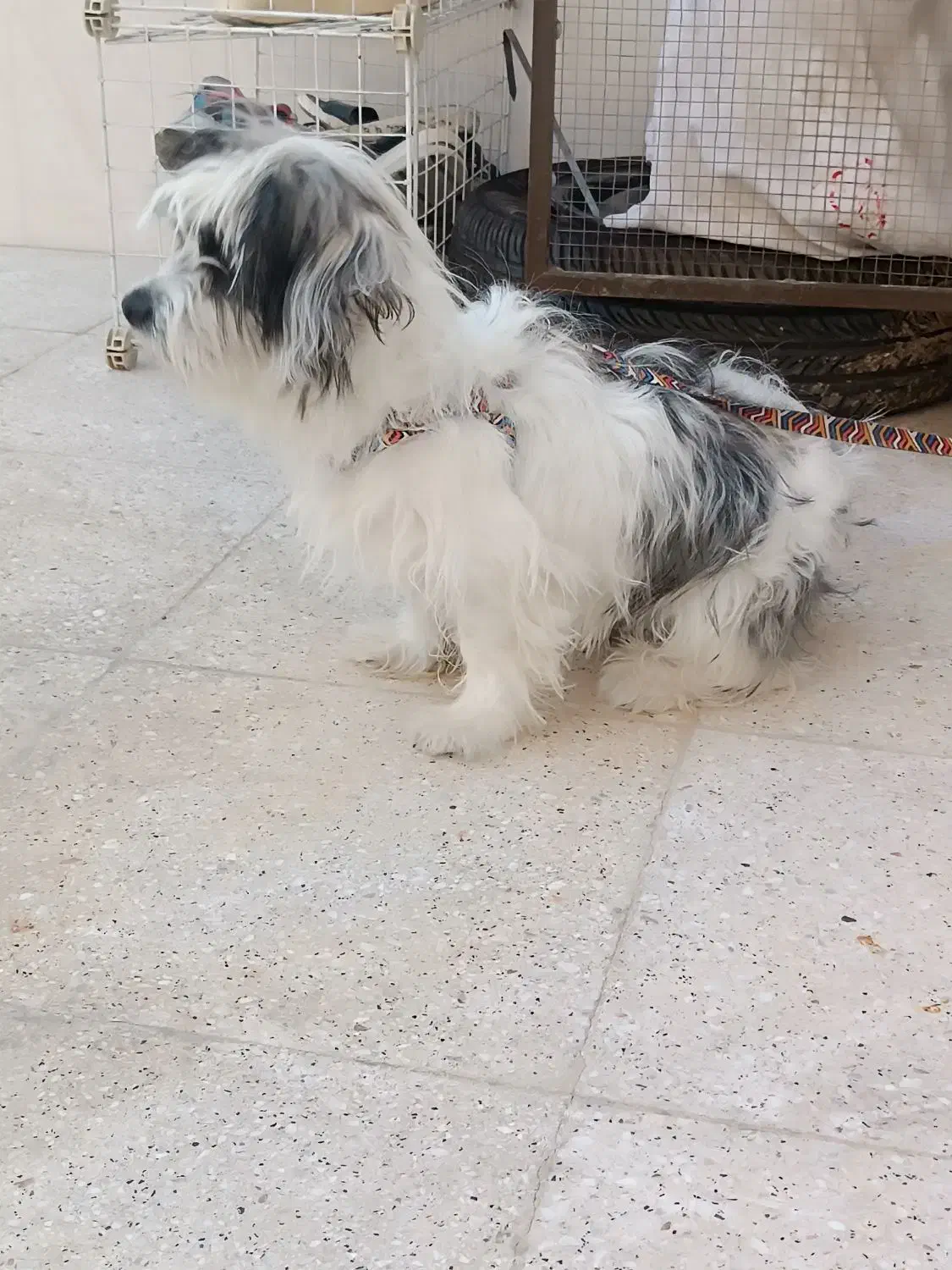 سگ پاپی|سگ|خمینی‌شهر, |دیوار