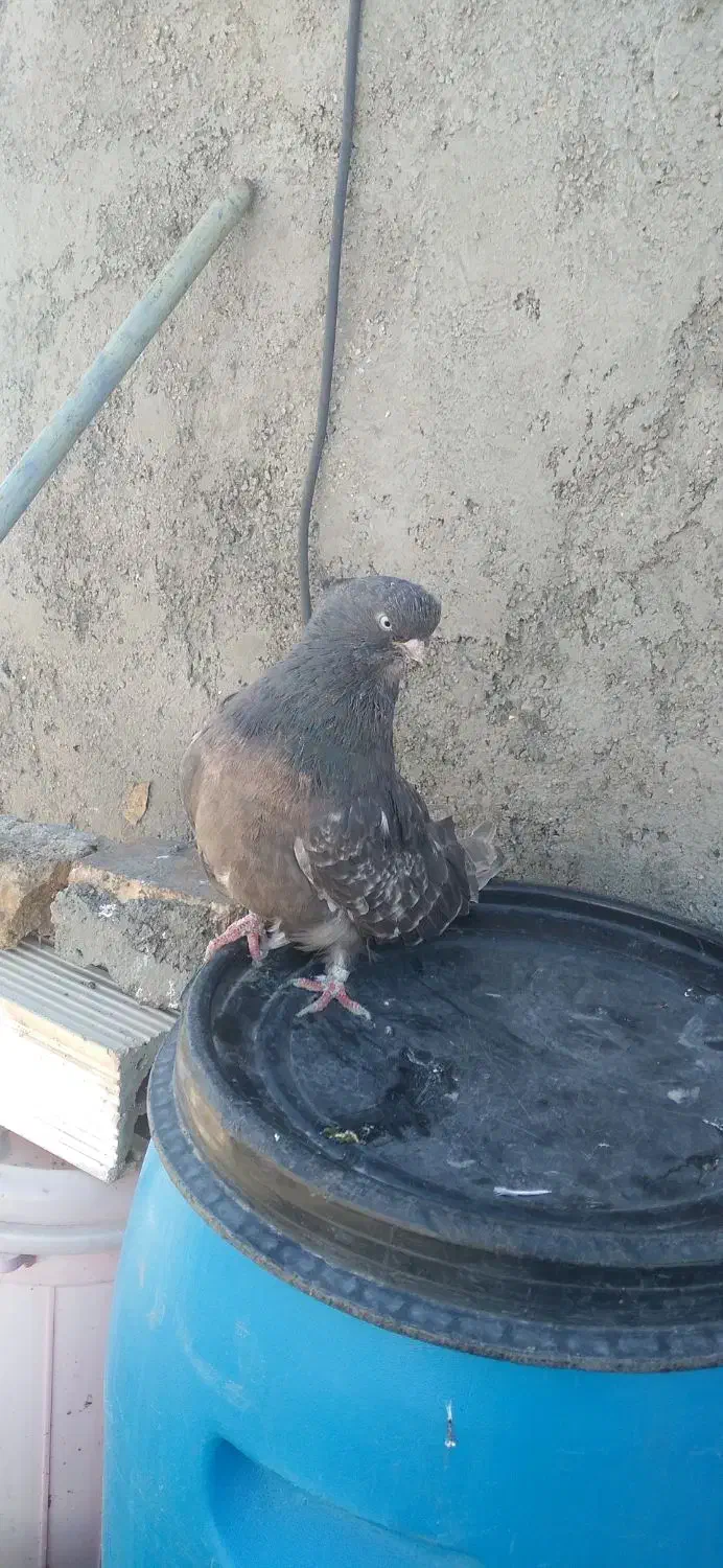 کبوتر ماده نوک قنار از جس سرور|پرنده|گرمسار, |دیوار